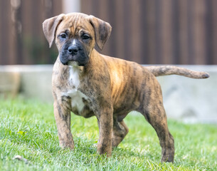 A very young striped brown and black brindle bulldog mixed with boxer dog is looking at the...