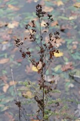 leaves in water