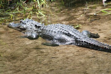 alligator in the swamp