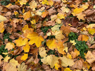 Golden leaves on the ground in golden autumn decorate yards and parks