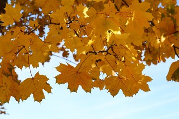 Beautiful tree with golden leaves and sky outdoors, low angle view. Autumn season