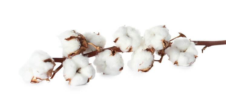 Dry cotton branch with fluffy flowers on white background