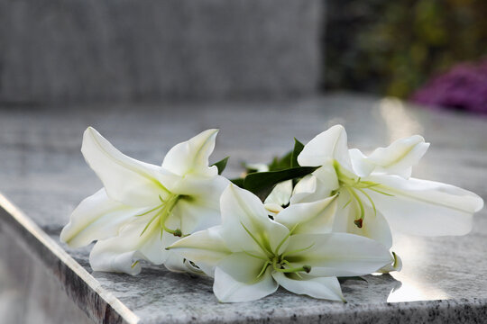 White lilies on granite tombstone outdoors. Funeral ceremony