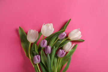 Many beautiful tulips on pink background, flat lay