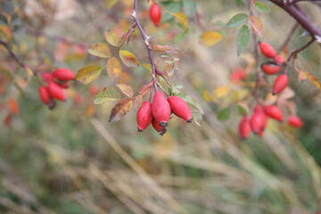 Rosehip or Rosa is a genus of plants in the Rosaceae family. Rose hips close-up with background blur