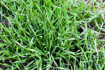 Morning dew on fresh green grass selective focus