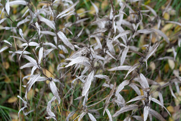 Beautiful silvery grass in autumn meadow selective focus