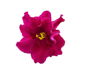 Macro Photography of the Flower of the Plant Violet Uzambarskaya (Russian), Red-Brown. Isolated On Black Background