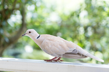 白　鳥　ハト　平和