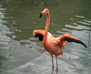 フラミンゴ　水面