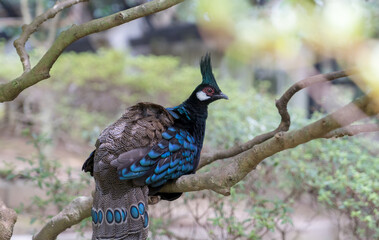 クジャク　自然