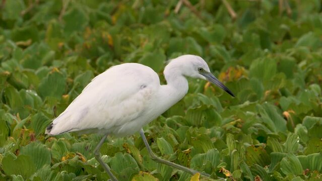 Juvenile Little Blue Heron
