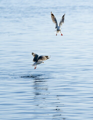 seagull flitting above water surface