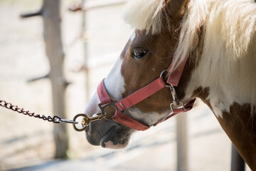ポニー　馬　繋がれた