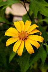 Very beautiful flowers grow in bloom in the garden
