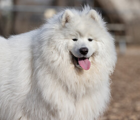 The Samoyed is a breed of medium sized herding dogs with thick, white, double-layer coats. They are a spitz type dog which takes its name from the Samoyedic peoples of Siberia.