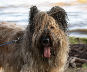 Naklejka na ściany i meble The Briard dog originated in, and is named for, the Brie historic region of north-central France, where it was traditionally used both for herding sheep and to defend them. A good guard dog.