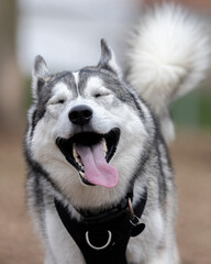 The Siberian Husky is a medium sized working sled dog breed. The breed belongs to the Spitz genetic family. It is recognizable by its thickly furred double coat, erect triangular ears.  