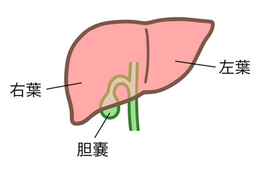 肝臓と胆嚢、人体の内臓、名称あり