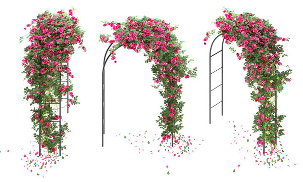 arched pergola with roses isolated