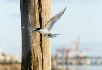 White fronted tern in flight through poles