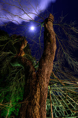 月明かりに巨木が浮かび上がります