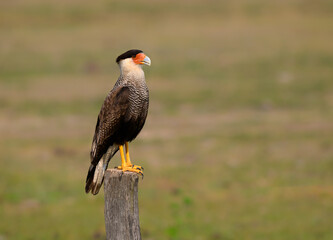 Crested Caracara standing on the field fence post,portrait