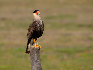 Crested Caracara standing on the field fence post,portrait
