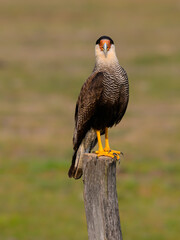 Crested Caracara standing on the field fence post,portrait