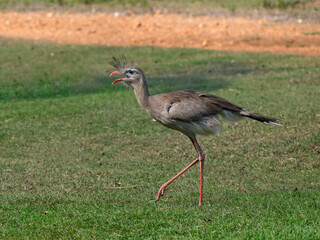 Red-legged seriema walking in the field