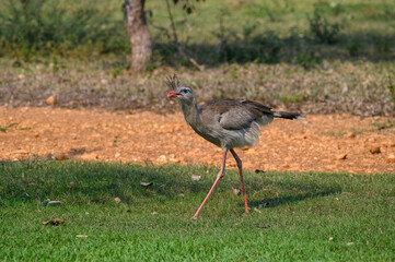 Red-legged seriema walking in the field