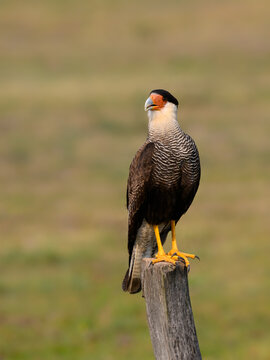 Crested Caracara standing on the field fence post,portrait