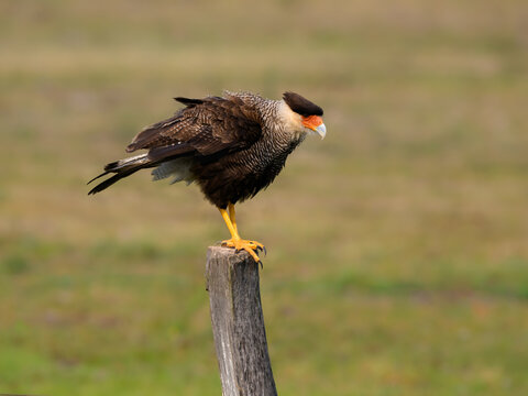 Crested Caracara standing on the field fence post,portrait