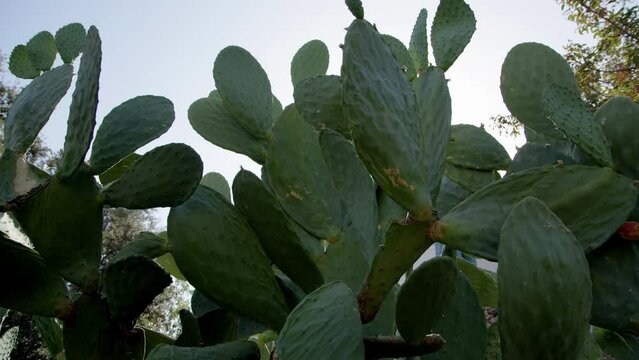 prickly pear cactus large size in nature under blue sky. Sunlight breaks through thorns and large burdocks of cactus.