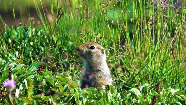 The Arctic ground squirrel (Urocitellus parryii) on the arctic meadow. Kamchatka