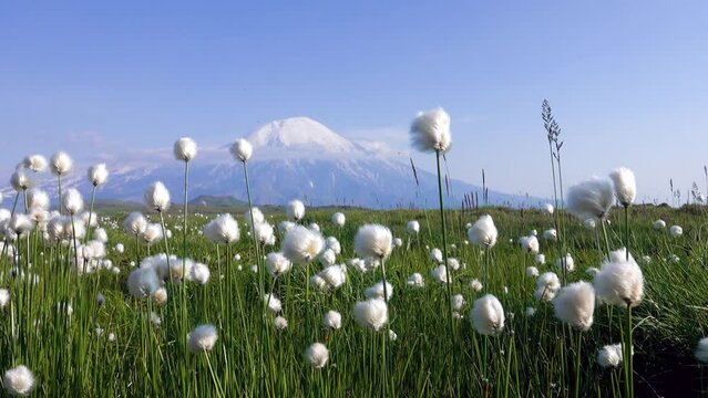 Summer meadows at the foot of volcanic mountains (upheaval, volcanic neck). Green grass, flowers and flying insects in tundra conditions. Cotton grass in the foreground. Kamchatka