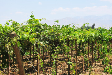 vineyard and Grape vines in Ica, Peru used to make pisco industry of wine