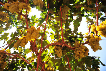 Rustic Wineyard whith White grapes in Ica, Peru, 