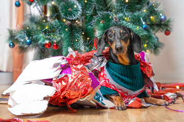 Dog at Christmas tree unfolds on floor next pile of torn, crumpled gift wrapping. Naughty dachshund opened New Year gifts ahead of time. Dog tore all packages with gifts from under artificial spruce