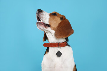 Adorable Beagle dog in stylish collar on light blue background