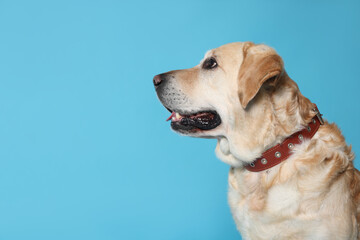 Cute Labrador Retriever in dog collar on light blue background. Space for text