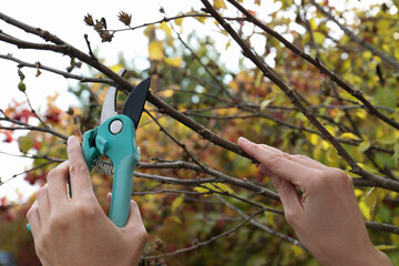 Woman pruning tree branch by secateurs in garden, closeup