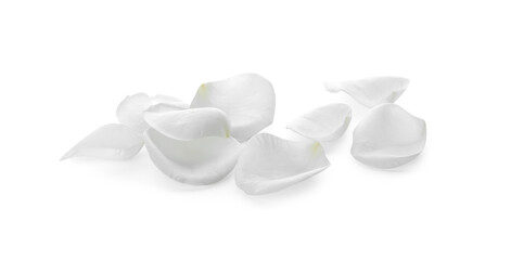 Beautiful rose flower petals on white background