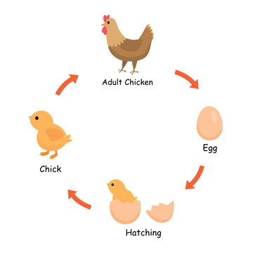 Life cycle of chicken from egg, hatching, chick to adult chicken