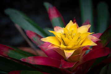 Close-up of a yellow-red Bromeliads flower blooming in the tropical garden on dark green leaves background. (Bromeliaceae)