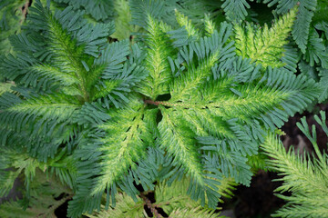 The natural background of Selaginella (Spike moss) fresh leaves with green color in the tropical garden. Ornamental plants for decorating in the garden and ground cover.