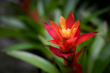 Close-up of orange Bromeliads flower blooming in the tropical garden on green leaves background. (Bromeliaceae)
