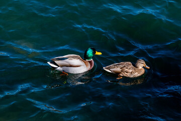 Ducks swimming in Lake Arrowhead, California