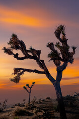 Fototapeta na wymiar View from road trip with Joshua trees at sunset landscape around. California, USA