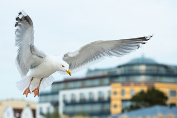 Möve